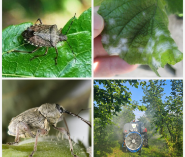 findik_zararli_hastalik_4lu_arsiv