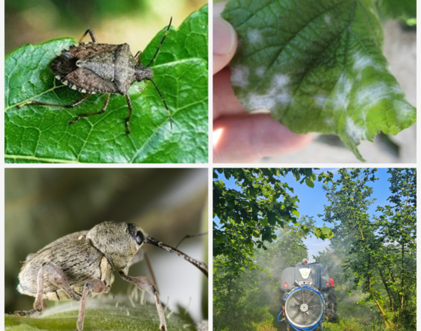 findik_zararli_hastalik_4lu_arsiv